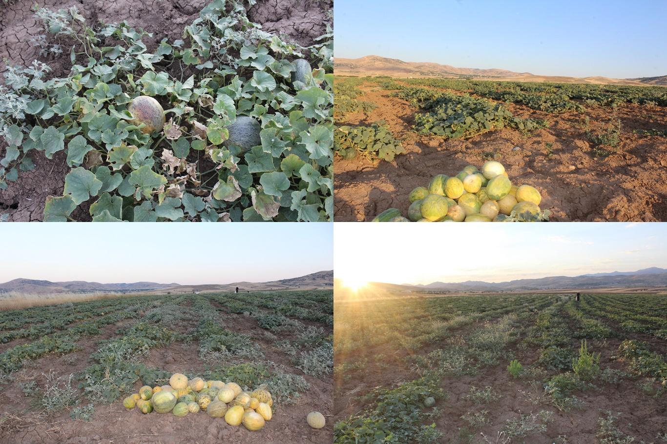 Elâzığ'da meşhur "Kultik kavunu" hasadı başladı Elâzığ'da meşhur "Kultik kavunu" hasadı başladı